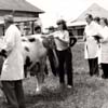 Rok 1983 - praktick� maturitn� sk��ka na �kolskom hospod�rstve - bonit�cia HD