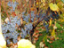 Vini� hroznorod�...